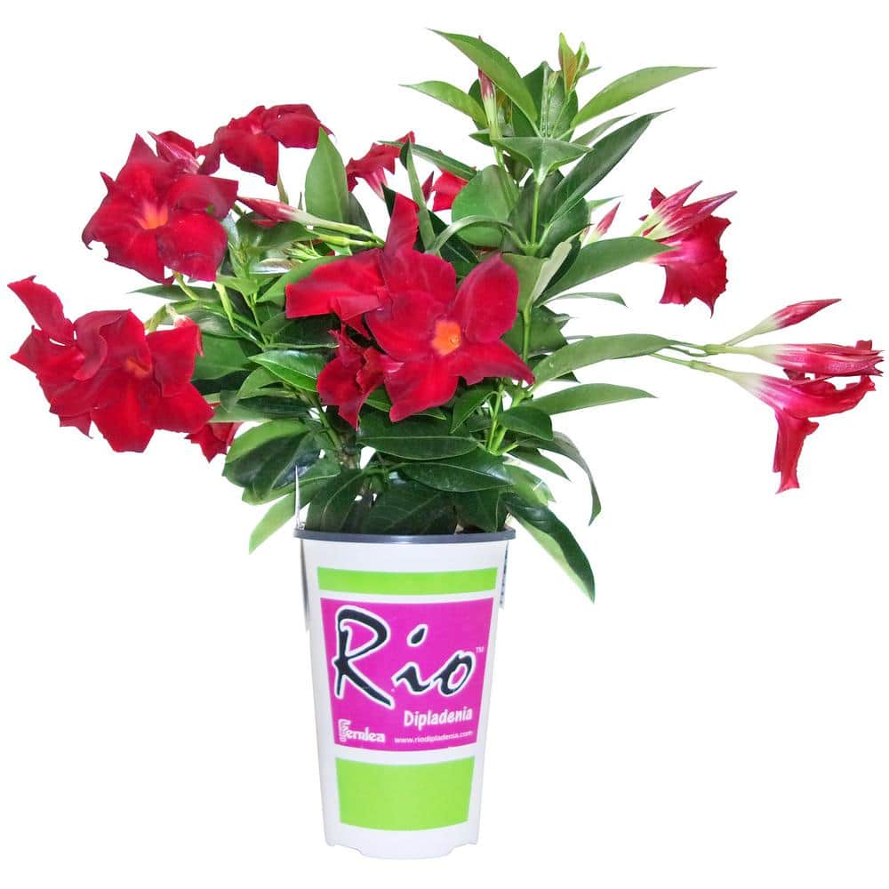 1.5 Pint Dipladenia Flowering Annual Shrub with Red and Pink Flowers (4-Pack) - Hercitys