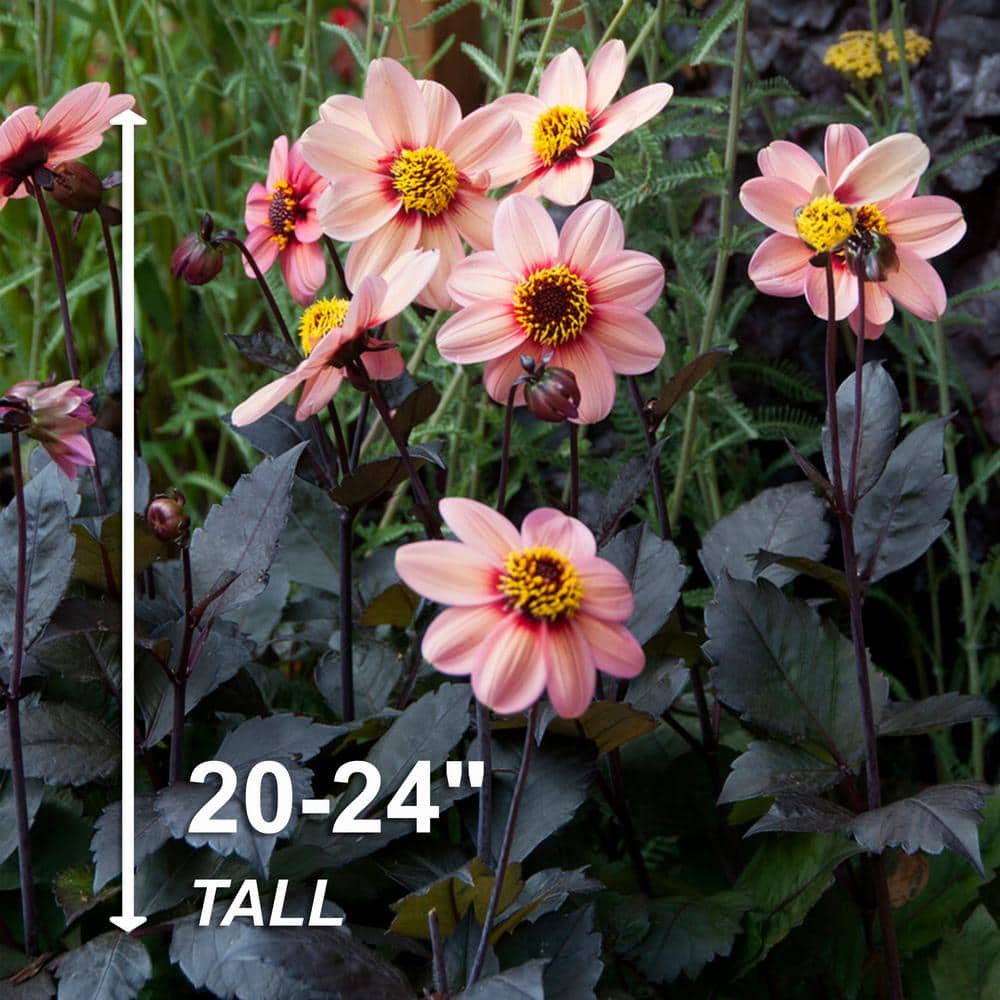 #1, HS Kiss Single Dahlia Flower Bulbs Bare Roots (Bag of 4) - Hercitys