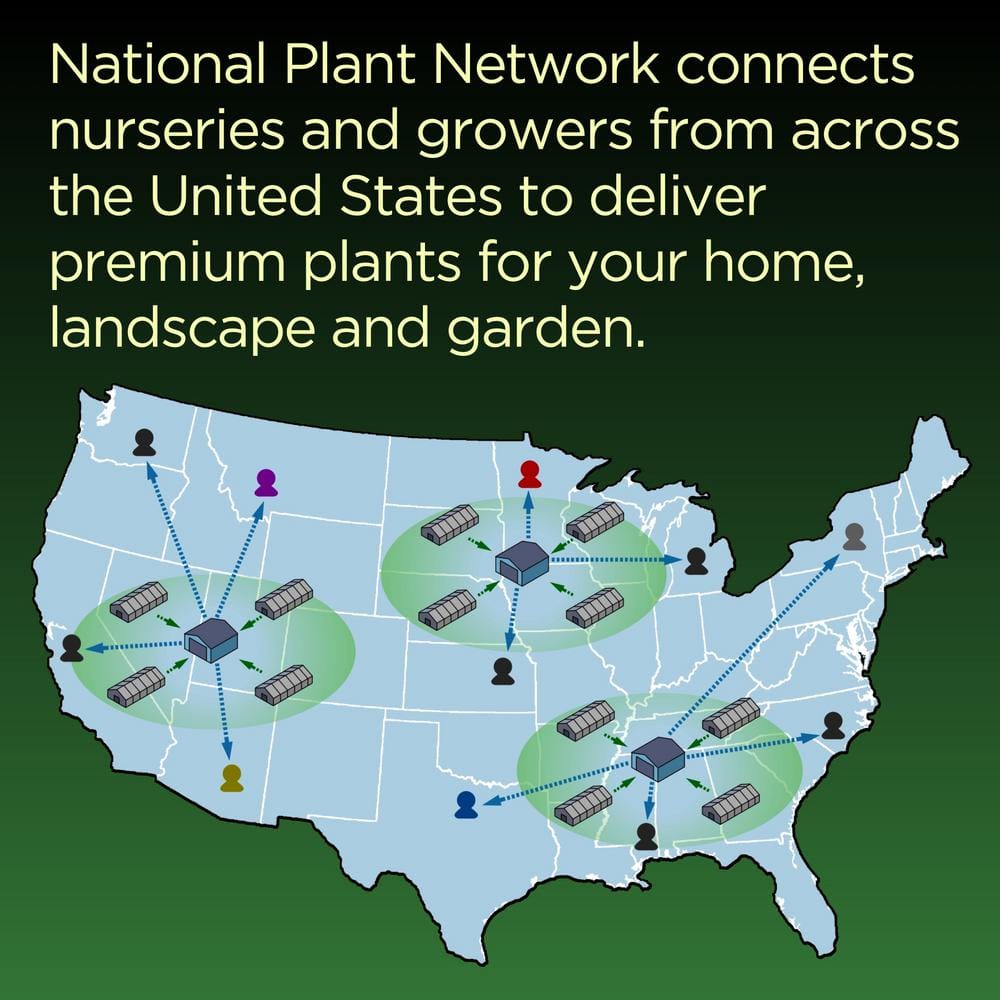 4 in. Beach Bum Blue Evolvulus Glomeratus Perennial Plant with Blue Flowers (3-Pack) - Hercitys