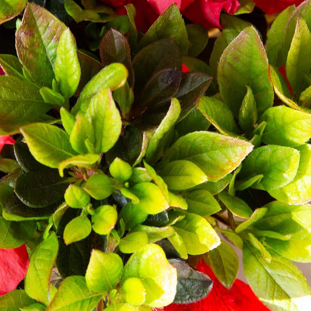 2 Gal. Autumn Fire Shrub with True Red Reblooming Flowers - Hercitys