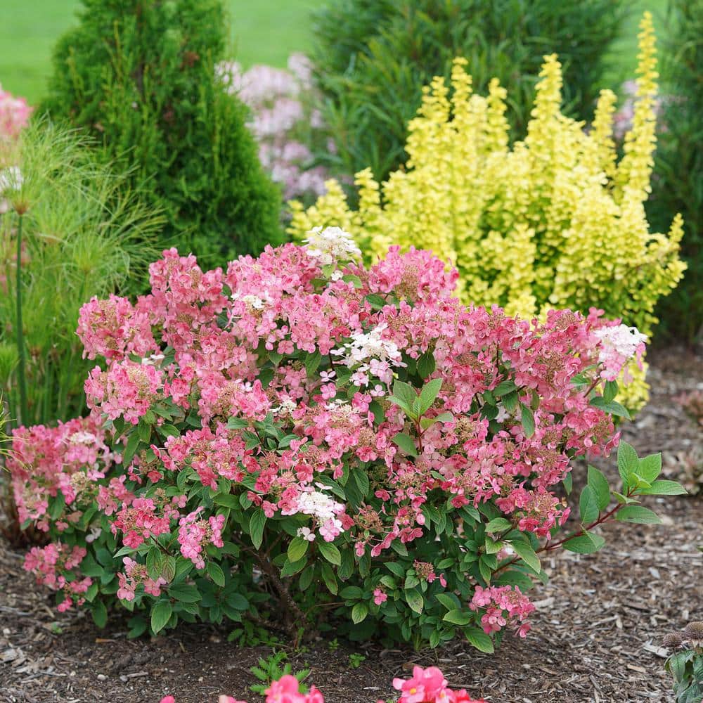 2 Gal. Little Quick Fire Hydrangea Shrub with White Flowers - Hercitys