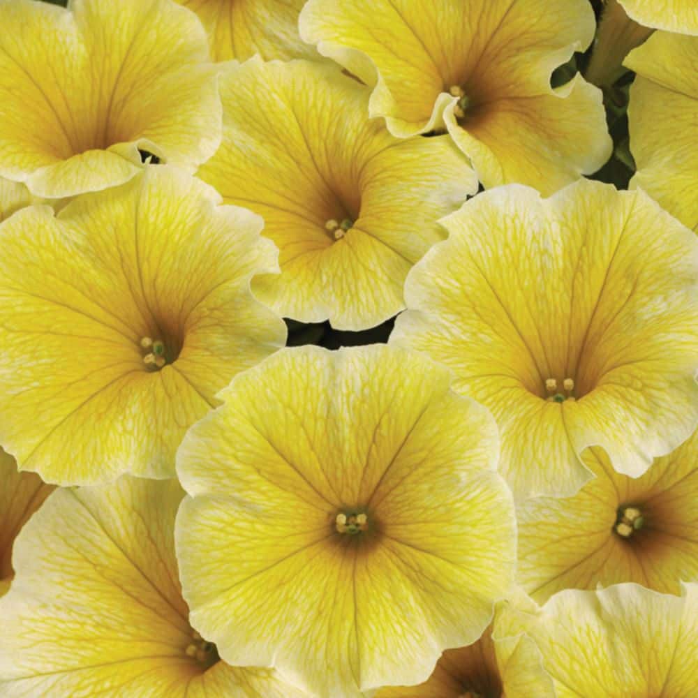 4.25 in. Eco+ Grande Supertunia Saffron Finch (Petunia Hybrid) Live Annual Plant with Yellow Flowers 4-Pack - Hercitys