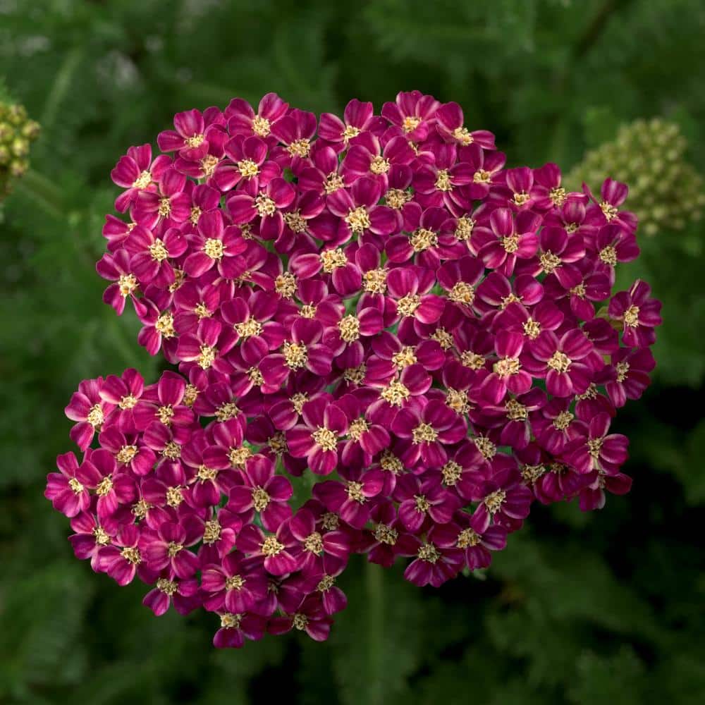 3.25 in. Desert Eve Rose Achillea Perennial Plant with Pin.k Flowers 3-Piece - Hercitys
