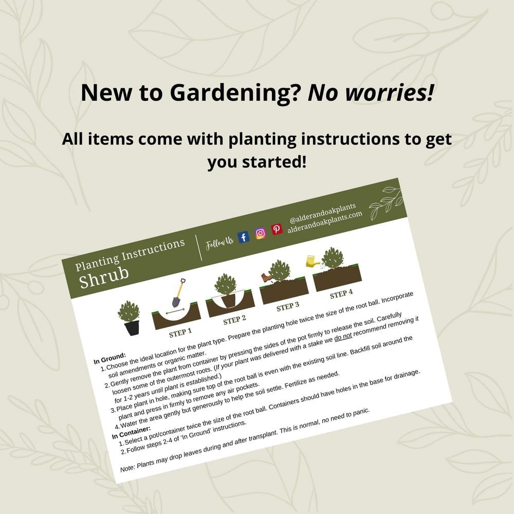 #5 Container  Bacon Avocado Evergreen Tree - Hercitys