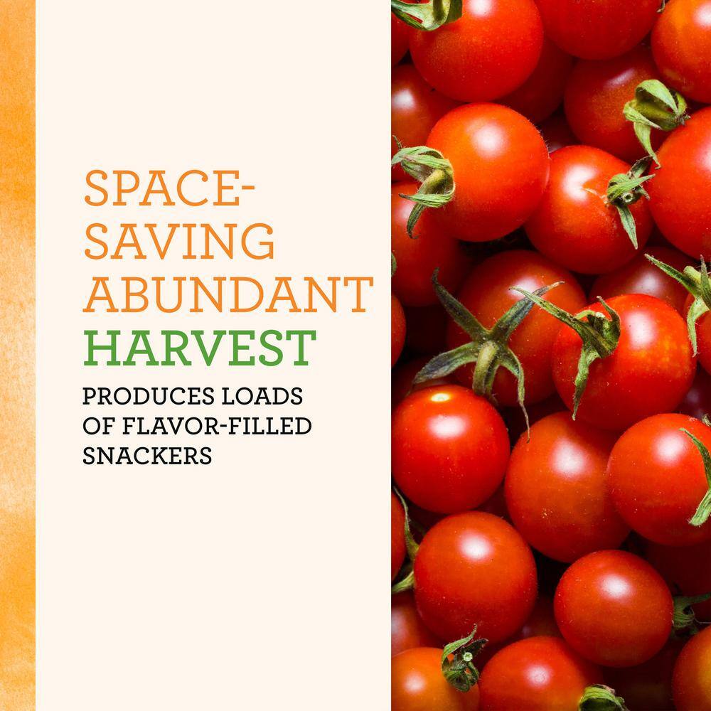 25 oz. Little Bing Cherry Tomato Plant (2-Pack) - Hercitys