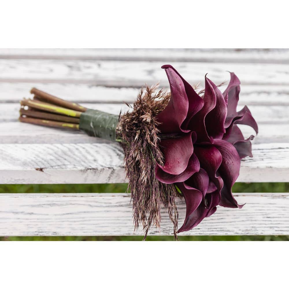 2.5 Qt. Perennial Calla Lily Black (2-Pack) - Hercitys