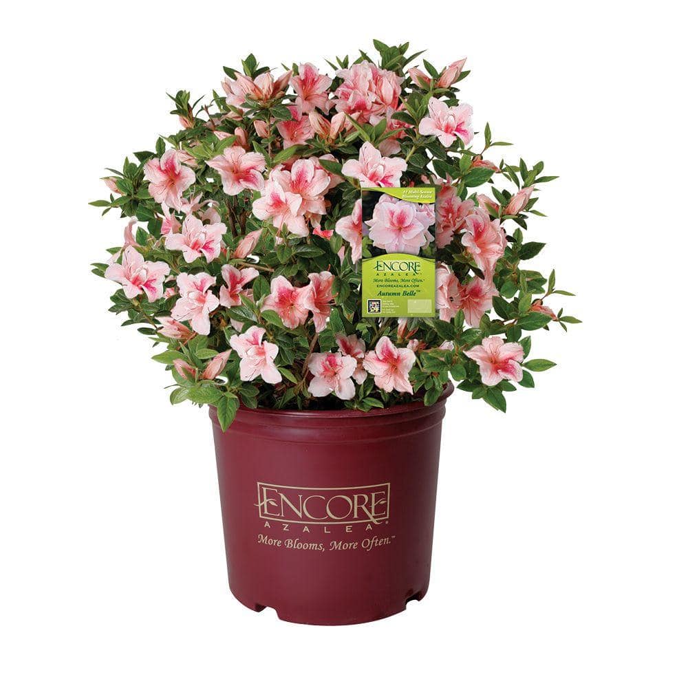 2 Gal. Autumn Belle – Bi-Color Reblooming Compact Evergreen Shrub - Hercitys