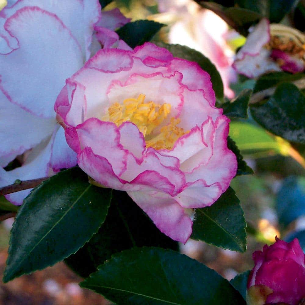 2.5 Qt. October Magic Inspiration Camellia (Sasanqua) – Live Evergreen Shrub with White Blooms with Magenta Edges - Hercitys