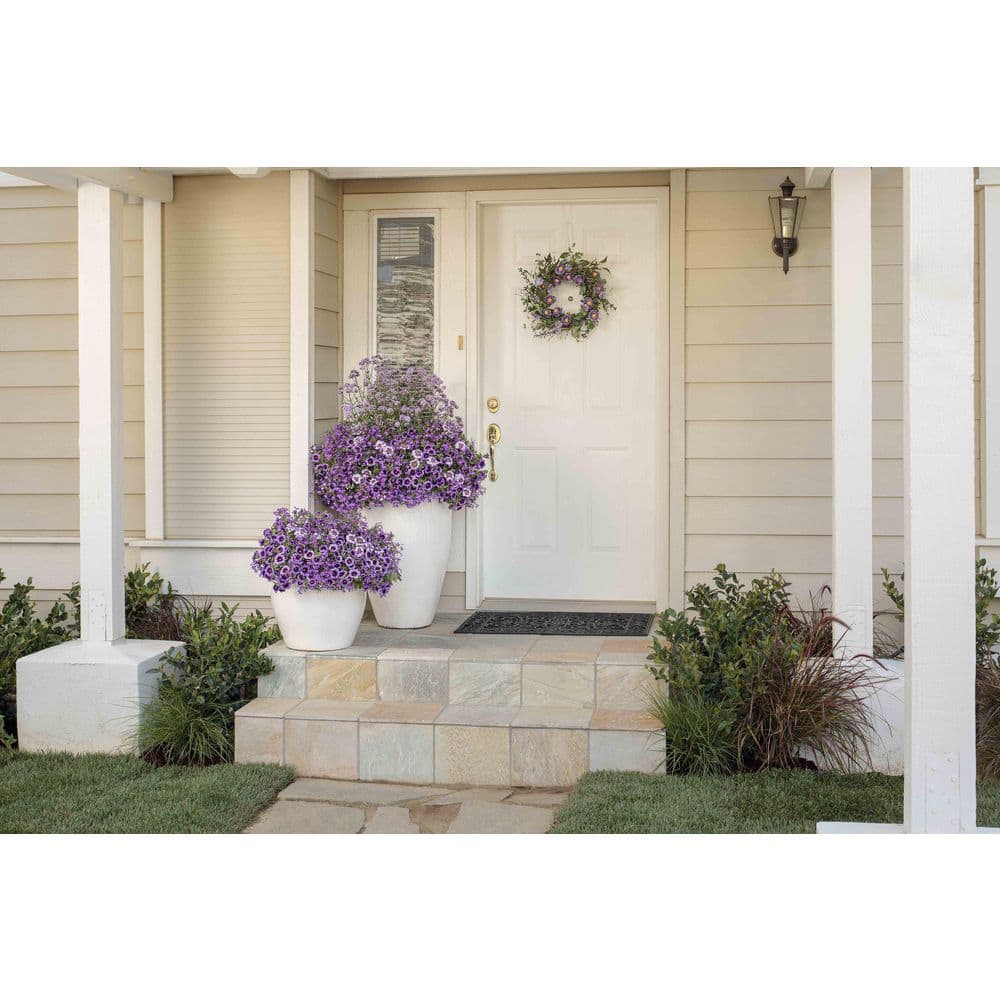 4.25 in. Eco+Grande Superbena Royale Sparkling Amethyst (Verbena) Live Plant, Purple and White Flowers (4-Pack) - Hercitys