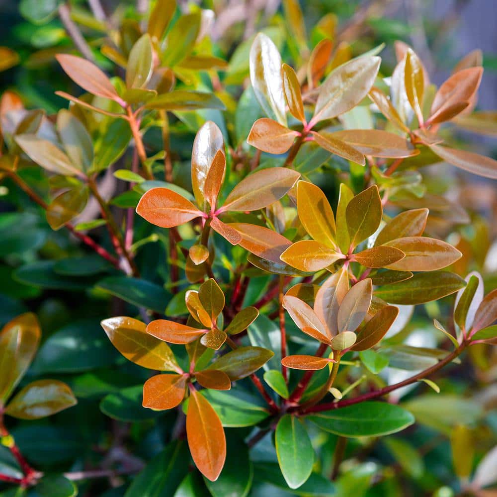 3 Gal. Bronze Beauty Cleyera – Live Compact Evergreen Shrub, Glossy Foliage - Hercitys