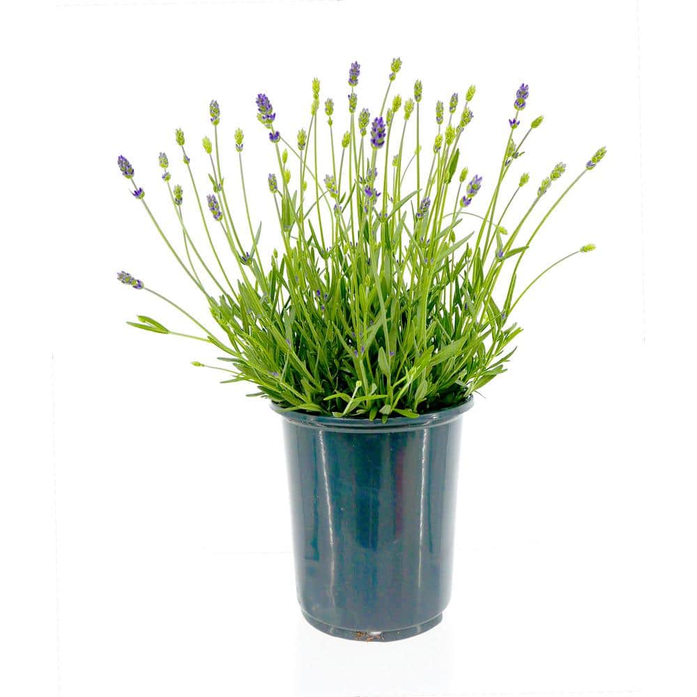 2.5 qt. Perennial Lavender angustifolia English Blue (4-Pack) - Hercitys