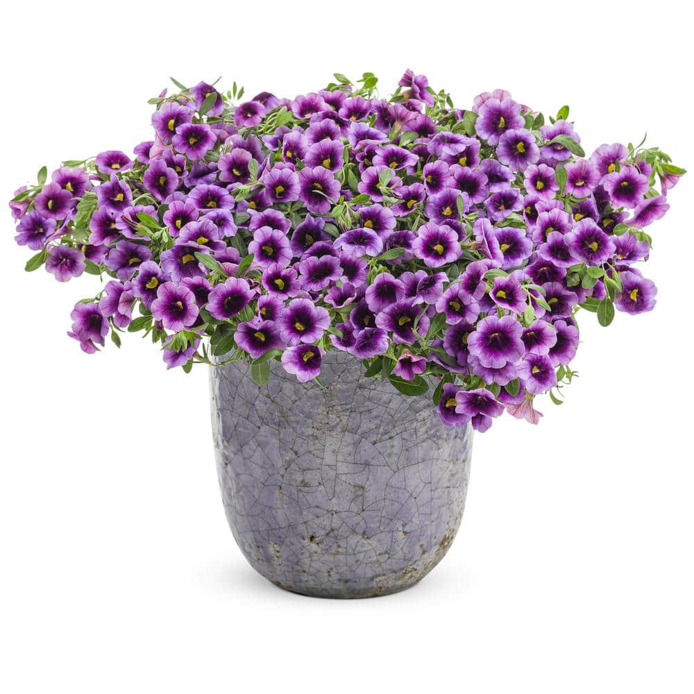 4.25 in. Eco+Grande, Superbells Blue Moon Punch (Calibrachoa) Live Plant Purple and Yellow Flowers (4-Pack) - Hercitys