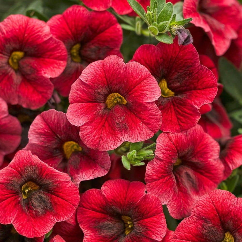 4.25 in. Eco+ Grande Superbells Pomegranate Punch Calibrachoa (hybrid) Live Annual Plant with Red Flowers 4-Pack - Hercitys