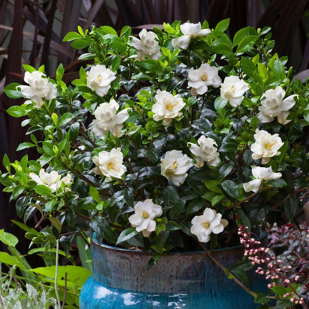 2.5 Qt. Jubilation Gardenia, Live Evergreen Shrub, White Fragrant Blooms - Hercitys