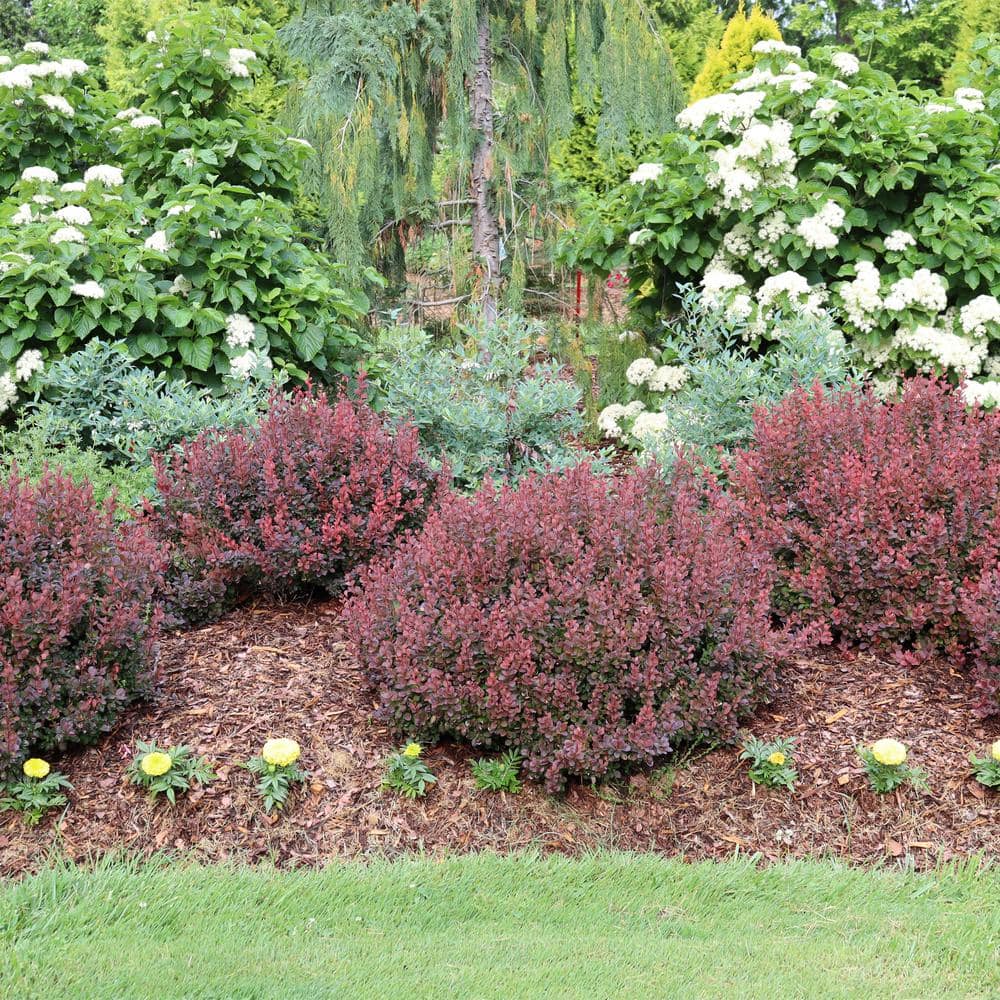 2 Gal. Sunjoy Mini Maroon Barberry Plant with Deep Purple-Red Foliage - Hercitys