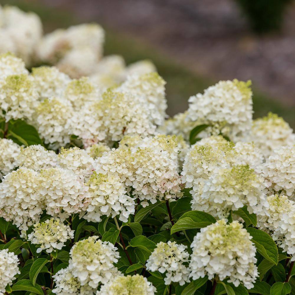 2 Gal. Little Hottie Panicle Hydrangea Flowering Shrub with Pure White Flowers - Hercitys