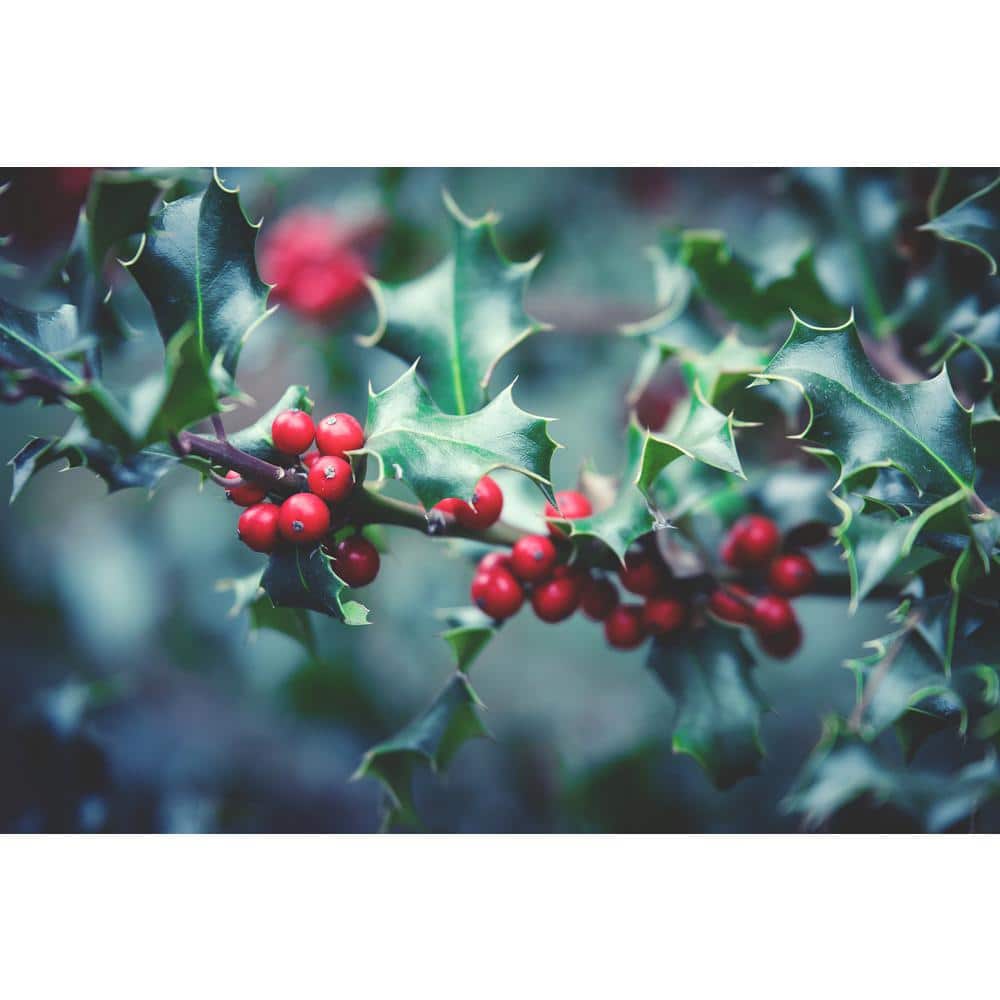 1 Gal. Red Beauty Holly Shrub Symmetrical Grower with Rich Glossy Leaves and Abundant Bright Red Berries - Hercitys