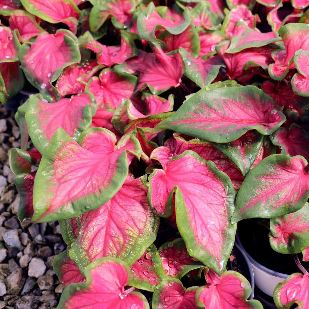 4 in. Caladium Sangria Perennial Plant (3-Pack) - Hercitys