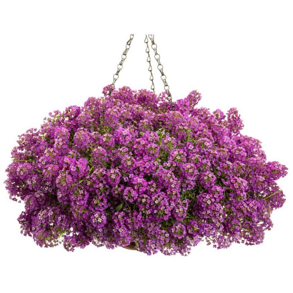 4.25 in. Eco+Grande, Violet Knight Sweet Alyssum (Lobularia), Live Plant, Purple Flowers (4-Pack) - Hercitys