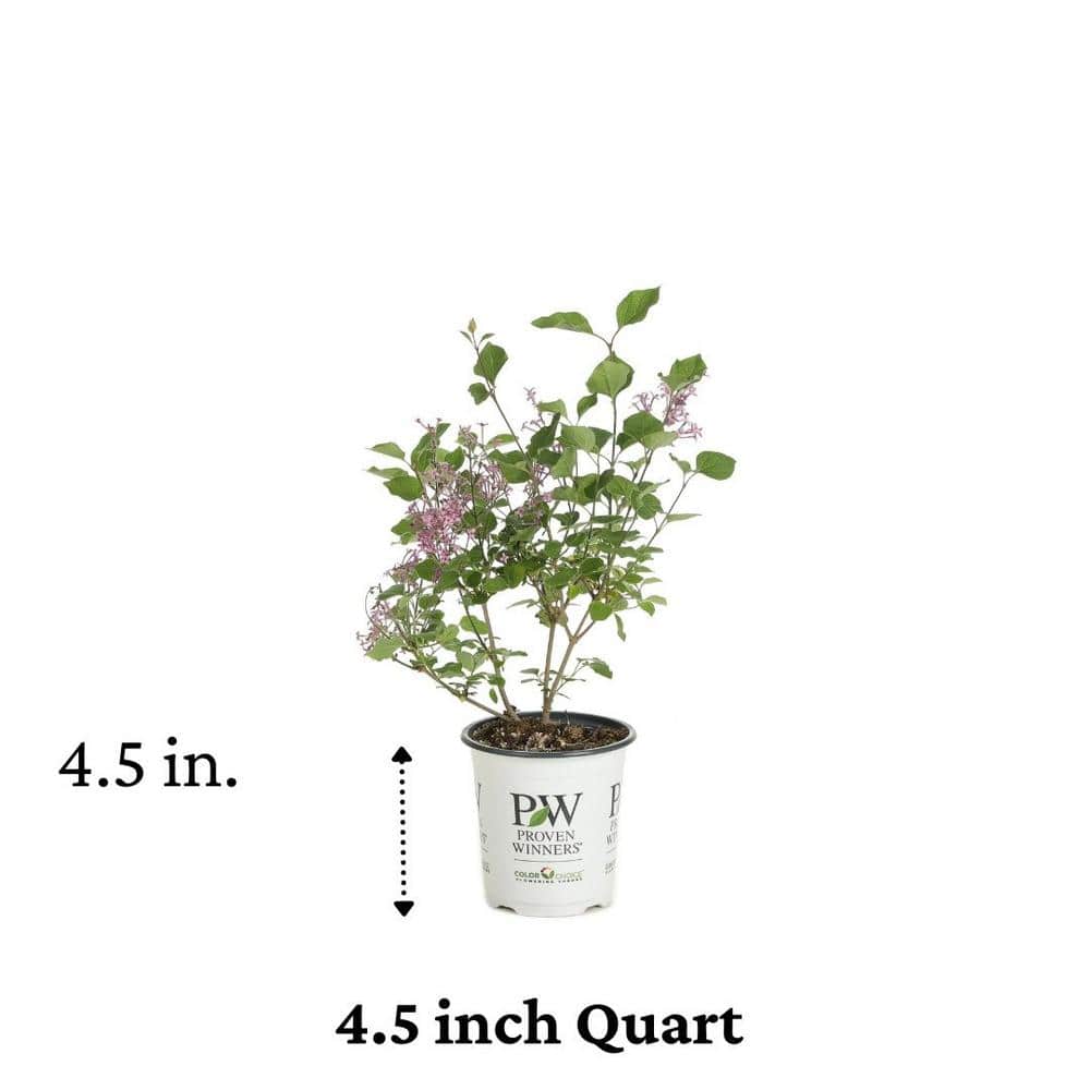 4.5 in. Qt. Bloomerang Dark Purple Reblooming Lilac (Syringa) Live Shrub, Purple Flowers - Hercitys