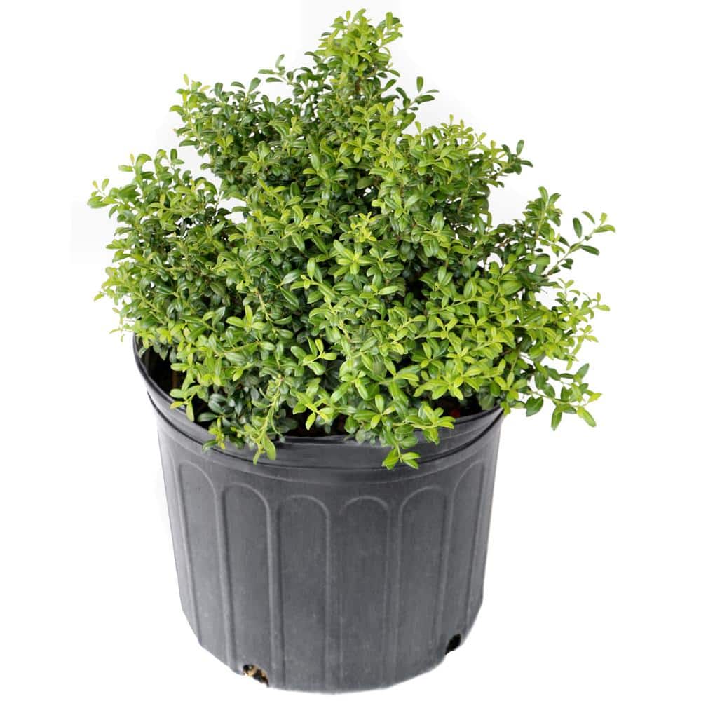 2.25 Gal. Holly Soft Touch Shrub - Hercitys