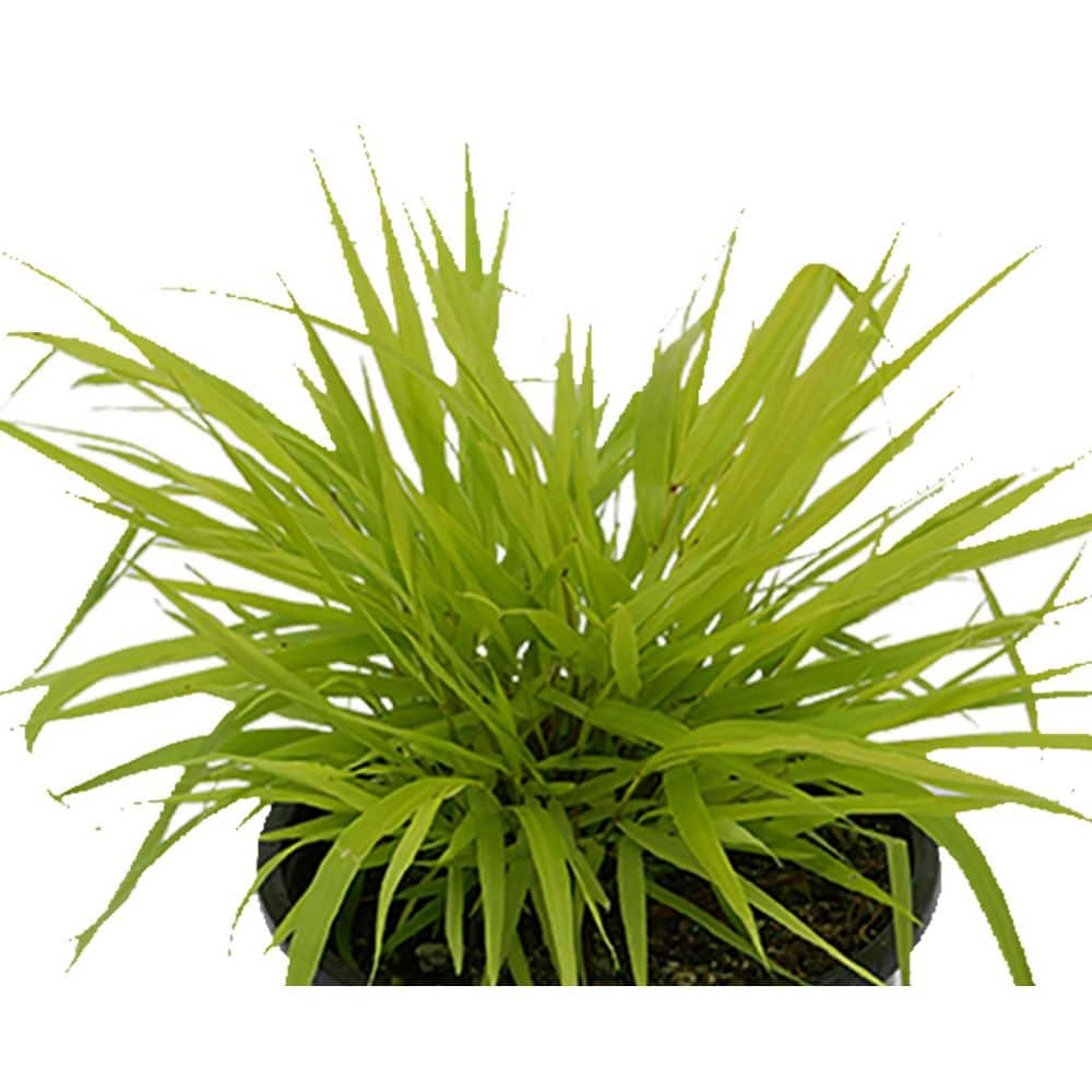 2.5 qt. Perennial Grass Hakonechloa m. Aureola (2-Pack) - Hercitys