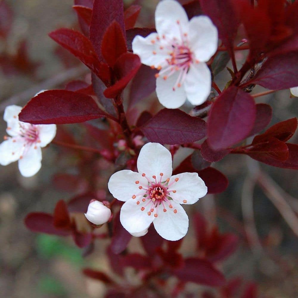2.25 Gallon Purple Leaf Sand Cherry (Prunus x cistena) Shrub with Pink Flowers 1-Each - Hercitys