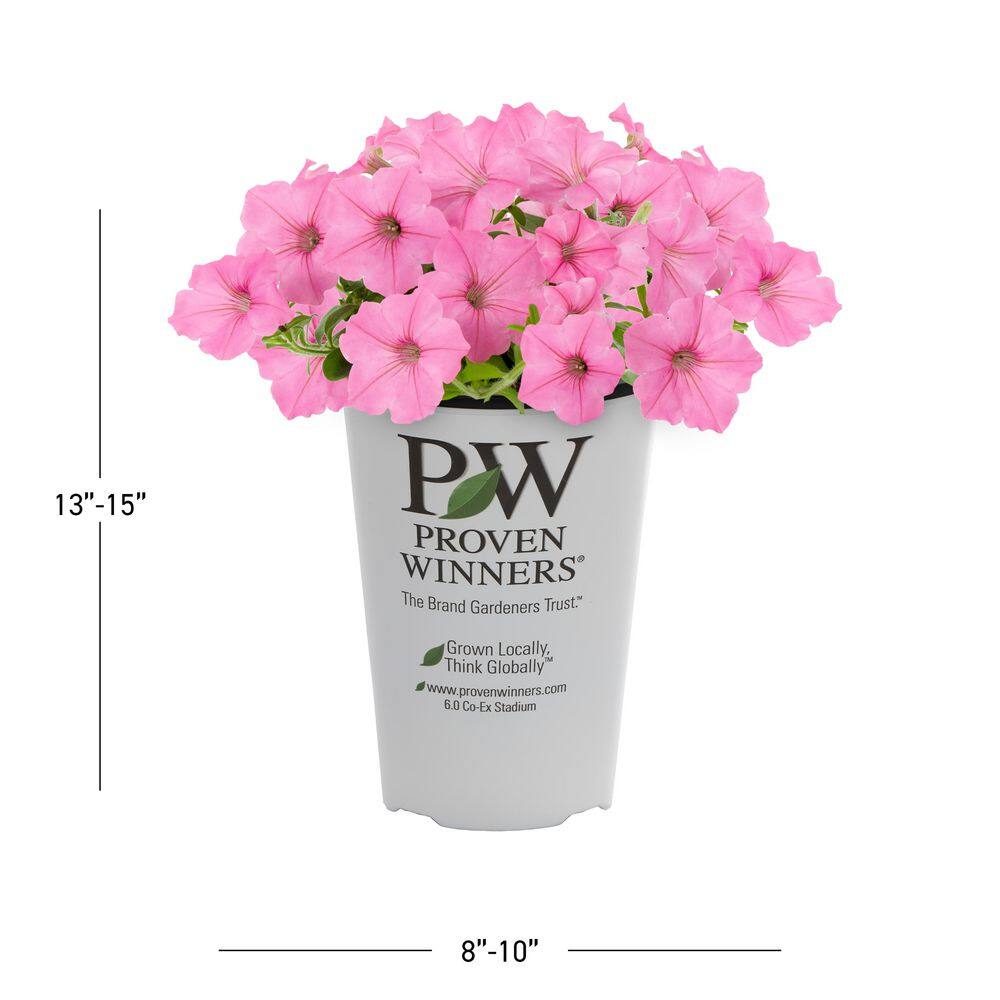 2 qt. Petunia Supertunia Vista Bubblegum Pink Annual Plant (3-Pack) - Hercitys