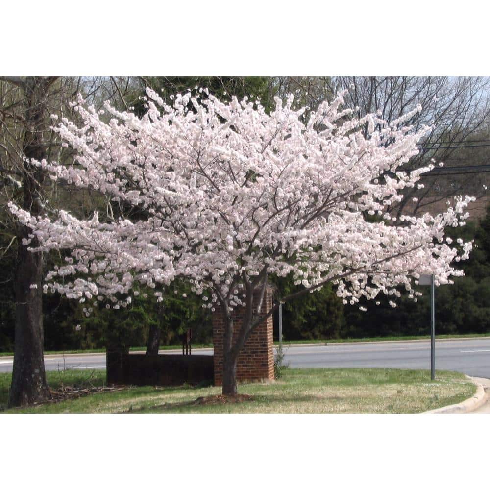 3 ft. Yoshino Cherry Blossom Tree with Fragrant White Almond Scented Flowers - Hercitys