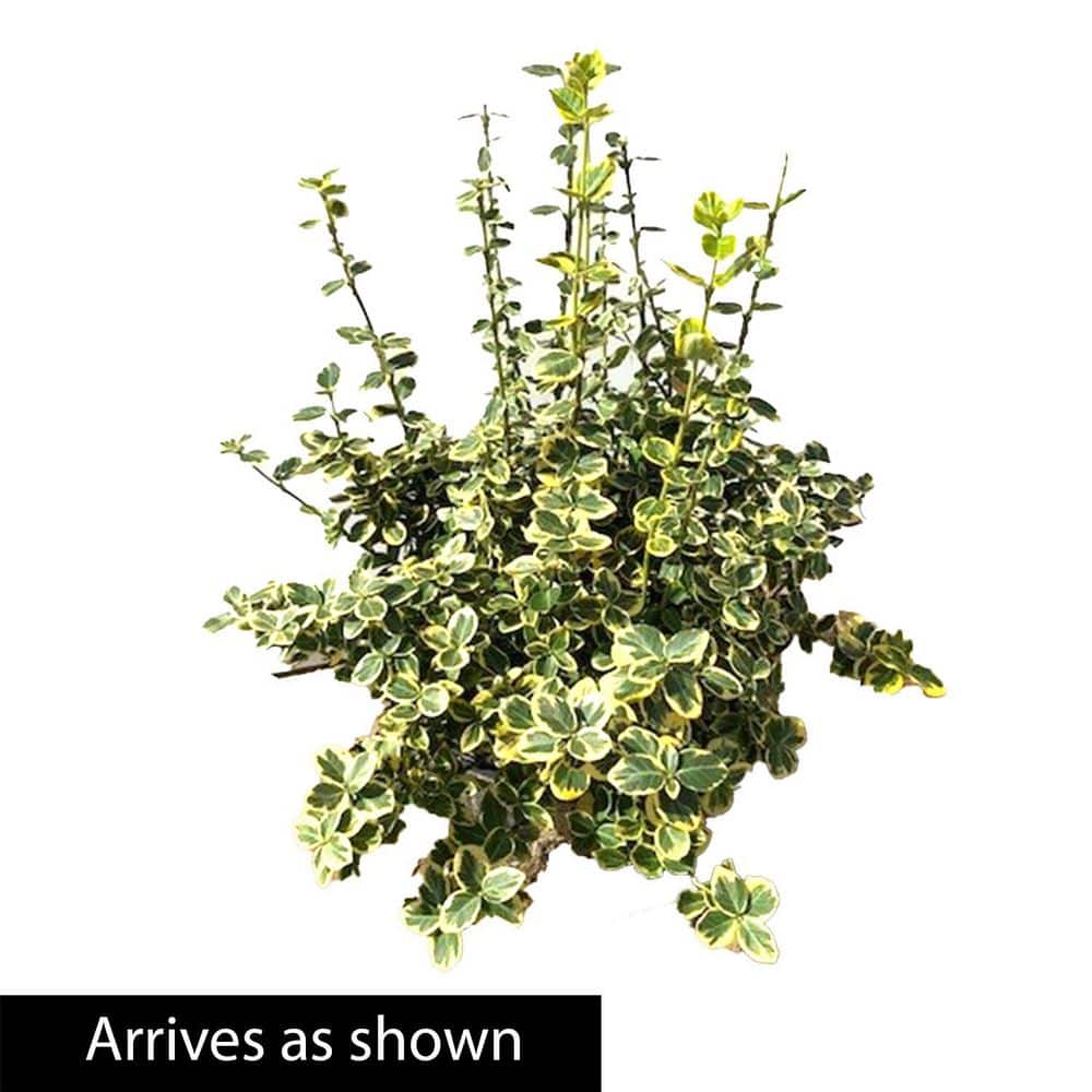 3 Gal. Pot Emerald and Gold Euonymus, Potted Broadleaf Evergreen Groundcover Shrub (1-Pack) - Hercitys