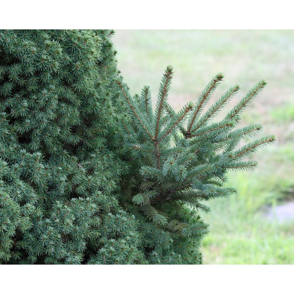 1 Gal. Dwarf Alberta Spruce Shrub Aromatic and Soft Evergreen Foliage, Almost no Maintenance Required - Hercitys