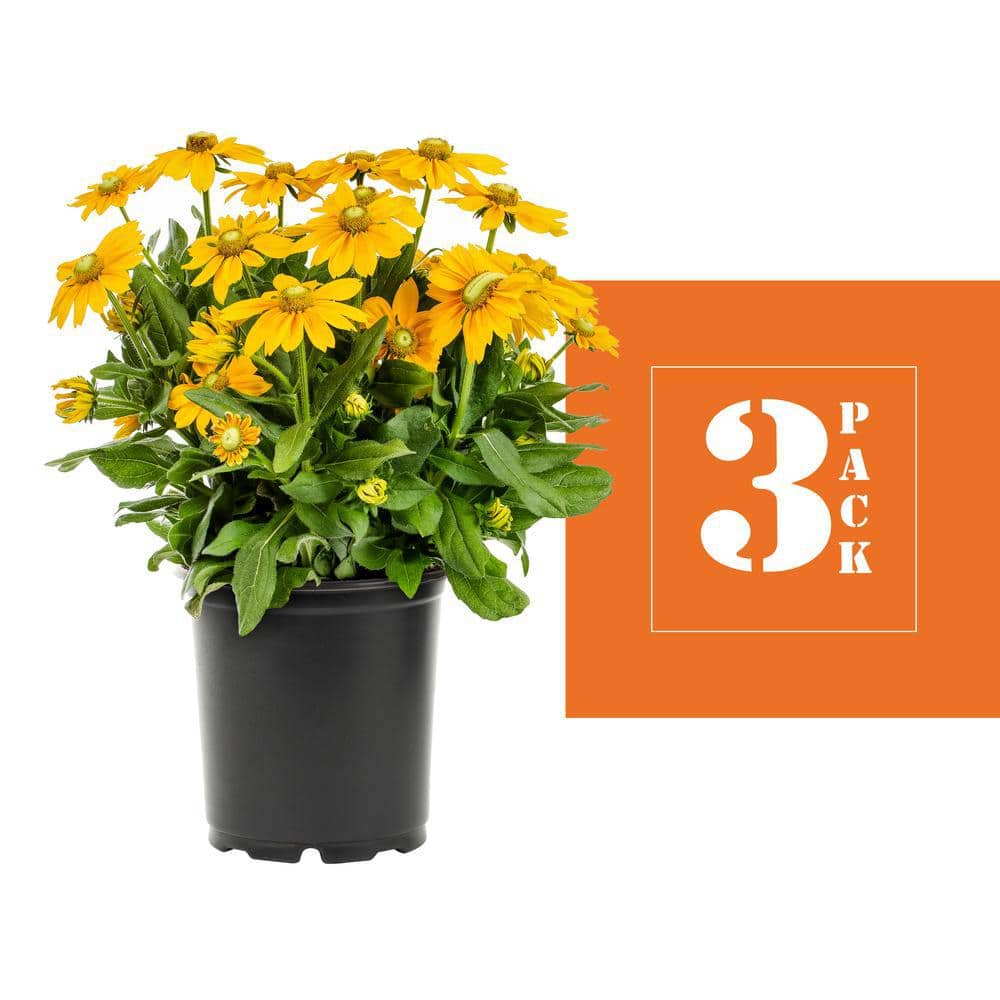 2 Qt. Denver Daisy Rudbeckia Black Eyed Susan Yellow Perennial Plant (3-Pack) - Hercitys
