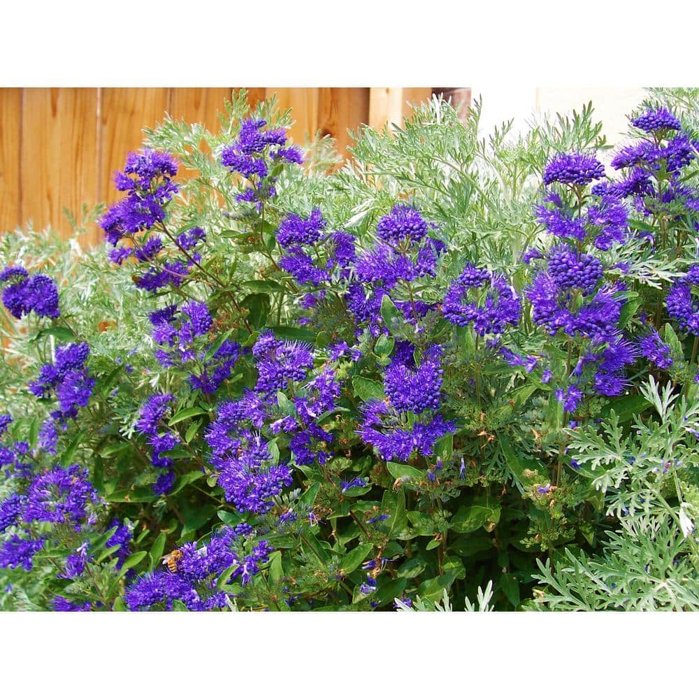 1 Gal. Dark Knight Bluebeard Flowering Shrub with Highly Fragrant Deep Blue Late Summer Blossoms - Hercitys