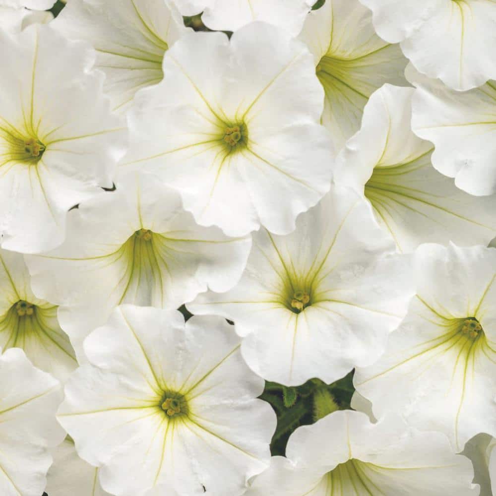 4-Pack, 4.25 in. Eco+Grande Supertunia Vista Snowdrift (Petunia) Live Plant, White Flowers - Hercitys