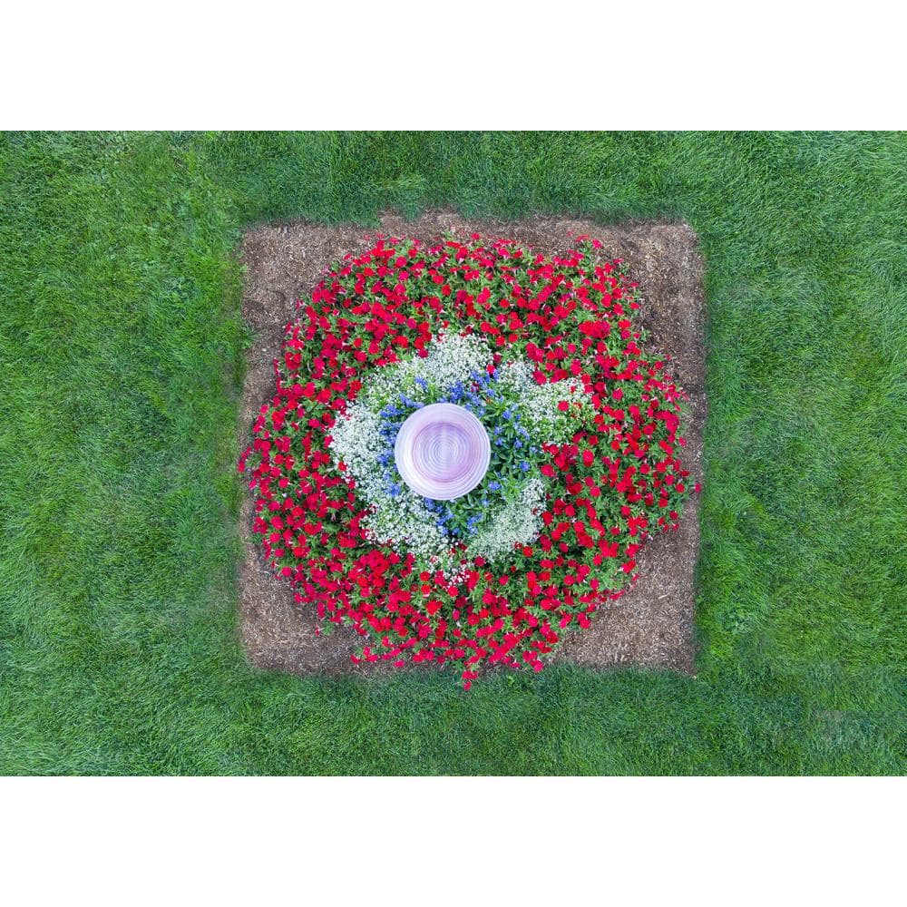 4.25 in. Really Red Supertunia (Petunia) Live Annual Plant (4-Pack) - Hercitys