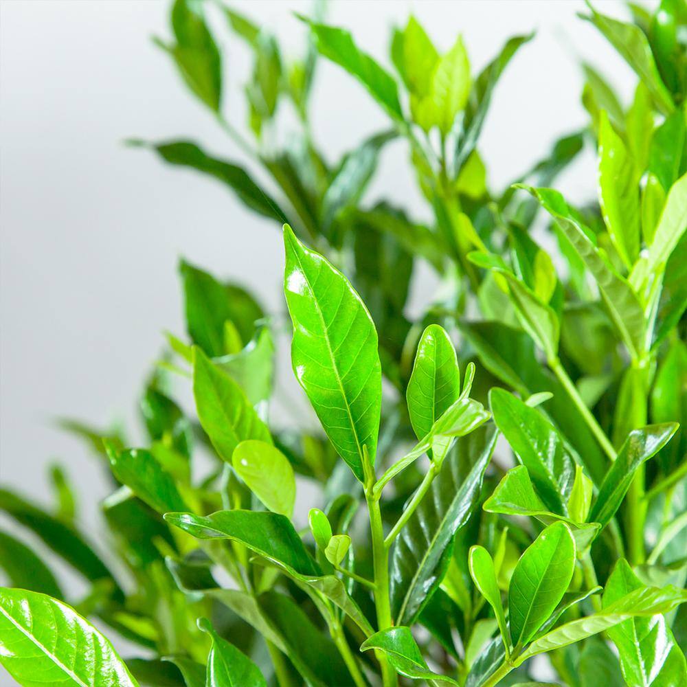 3 Gal. Flowering Fragrant August Beauty Gardenia Shrub (2-Pack) - Hercitys