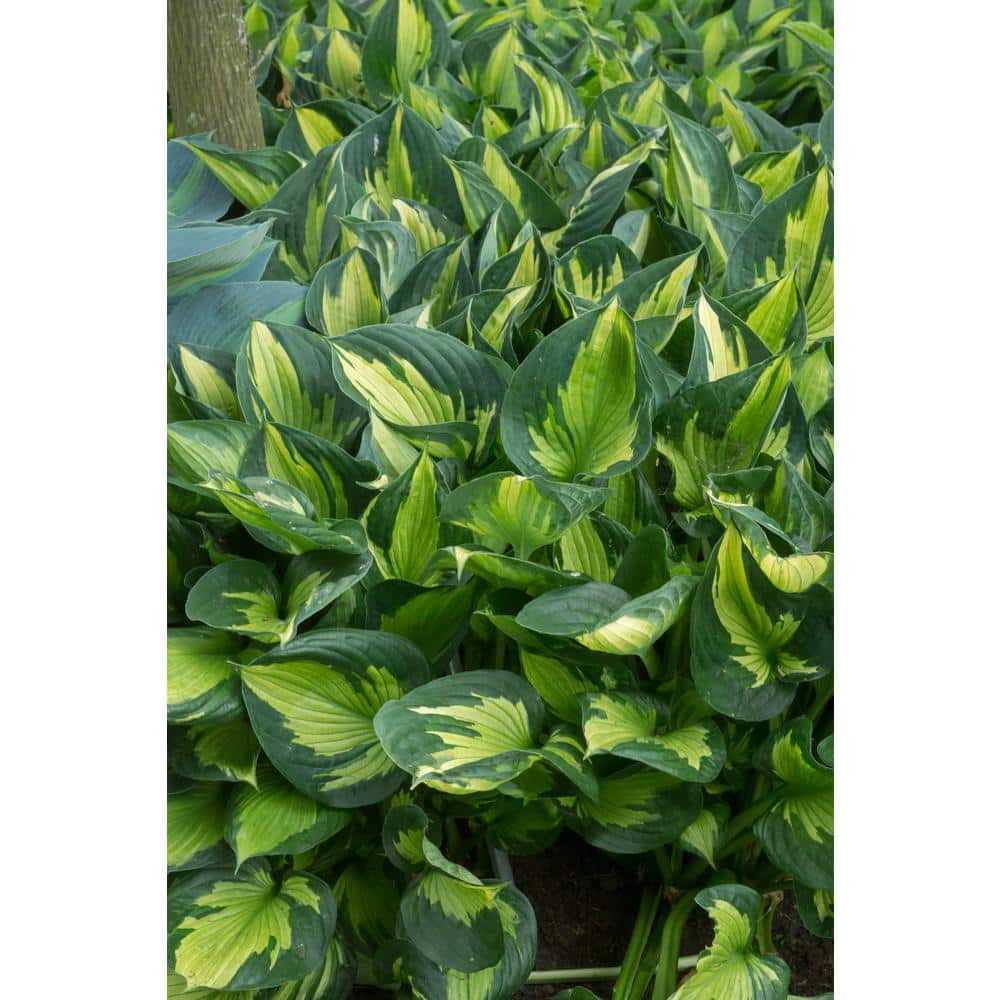 1.0 qt. Perennial Hosta Yellow Variegated (4-Pack) - Hercitys