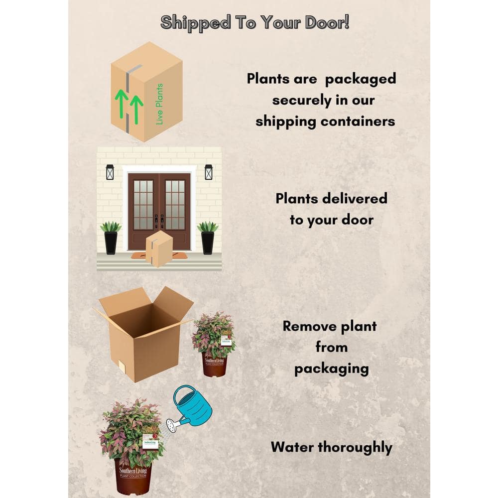 2 Gal. Nandina Blush Pink Shrub with Pink and Red Foliage - Hercitys