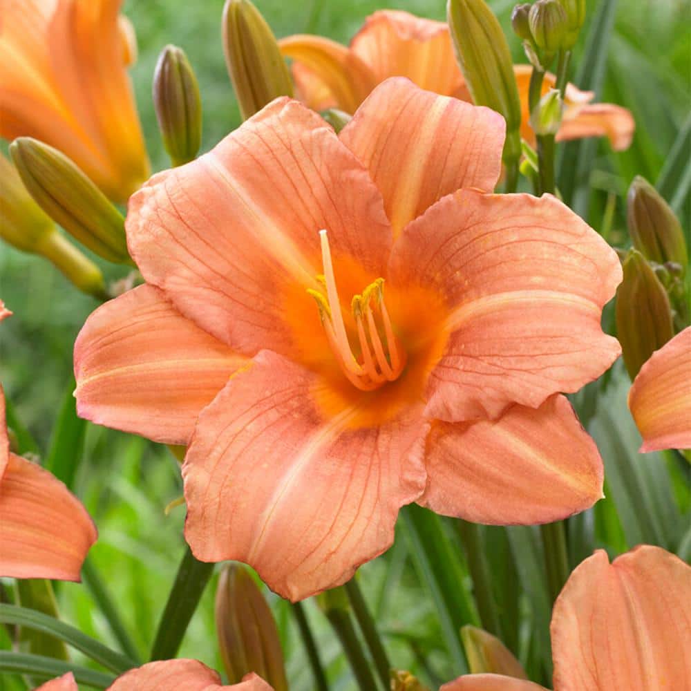 1-Year, EveryDaylily Pink Wing Daylily Flower Bulbs (Bag of 10) - Hercitys