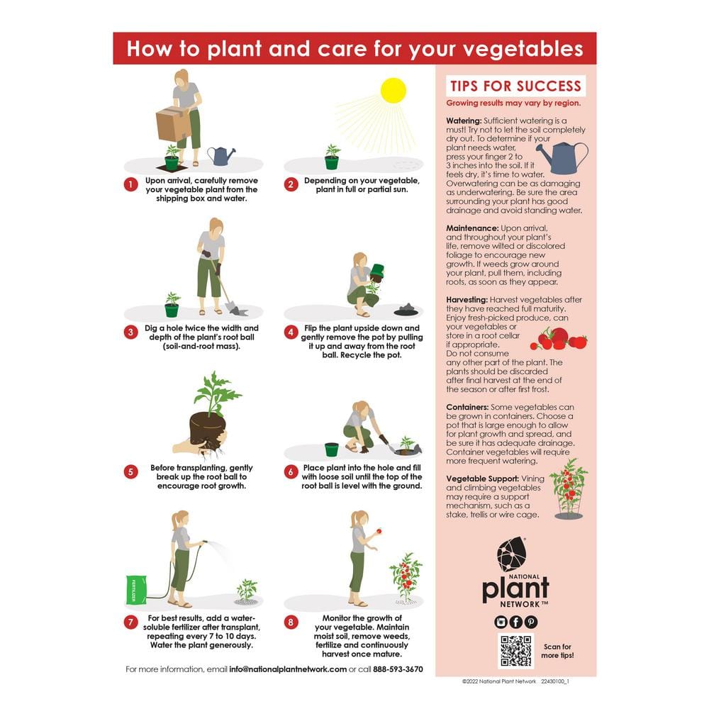 4 in. Spearmint Herb Plant (3-Piece) - Hercitys