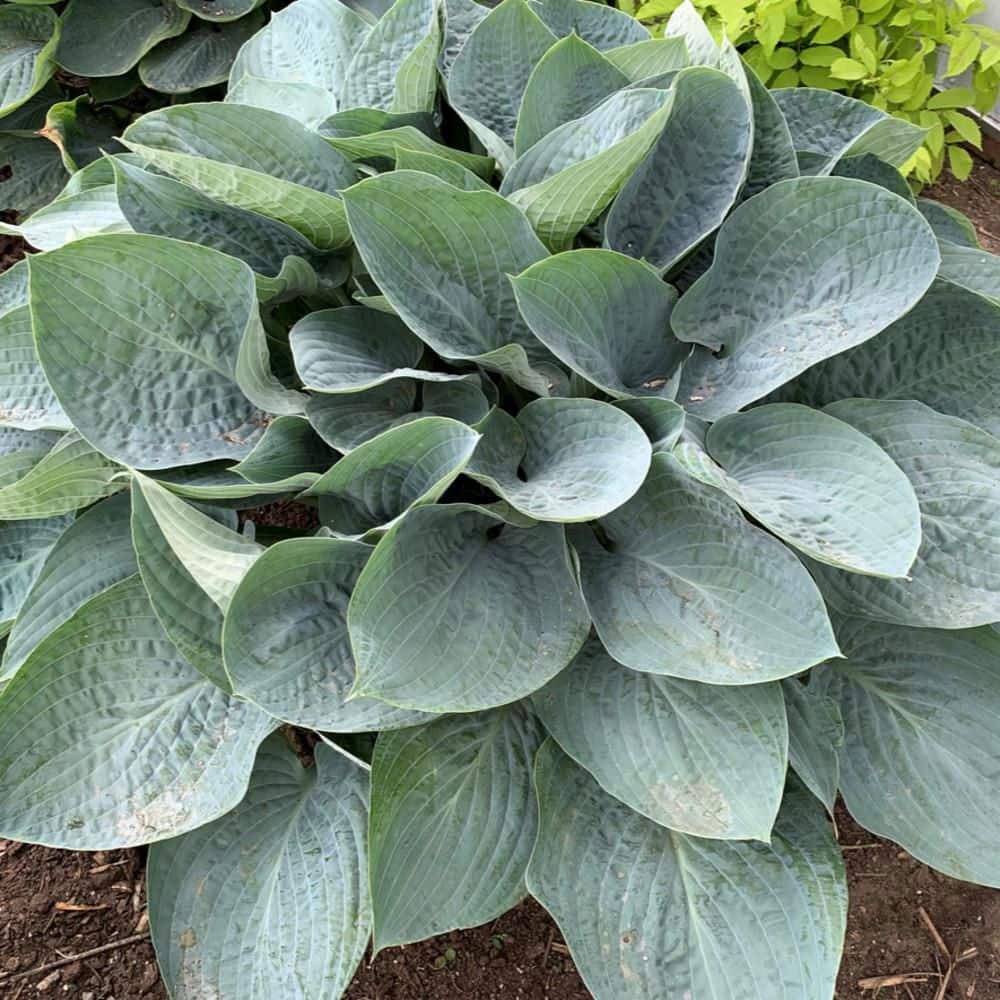 0.65 Gal. Shadowland ‘Above the Clouds’ Hosta (Hosta hybrid) Live Perennial Plant with Blue Foliage - Hercitys