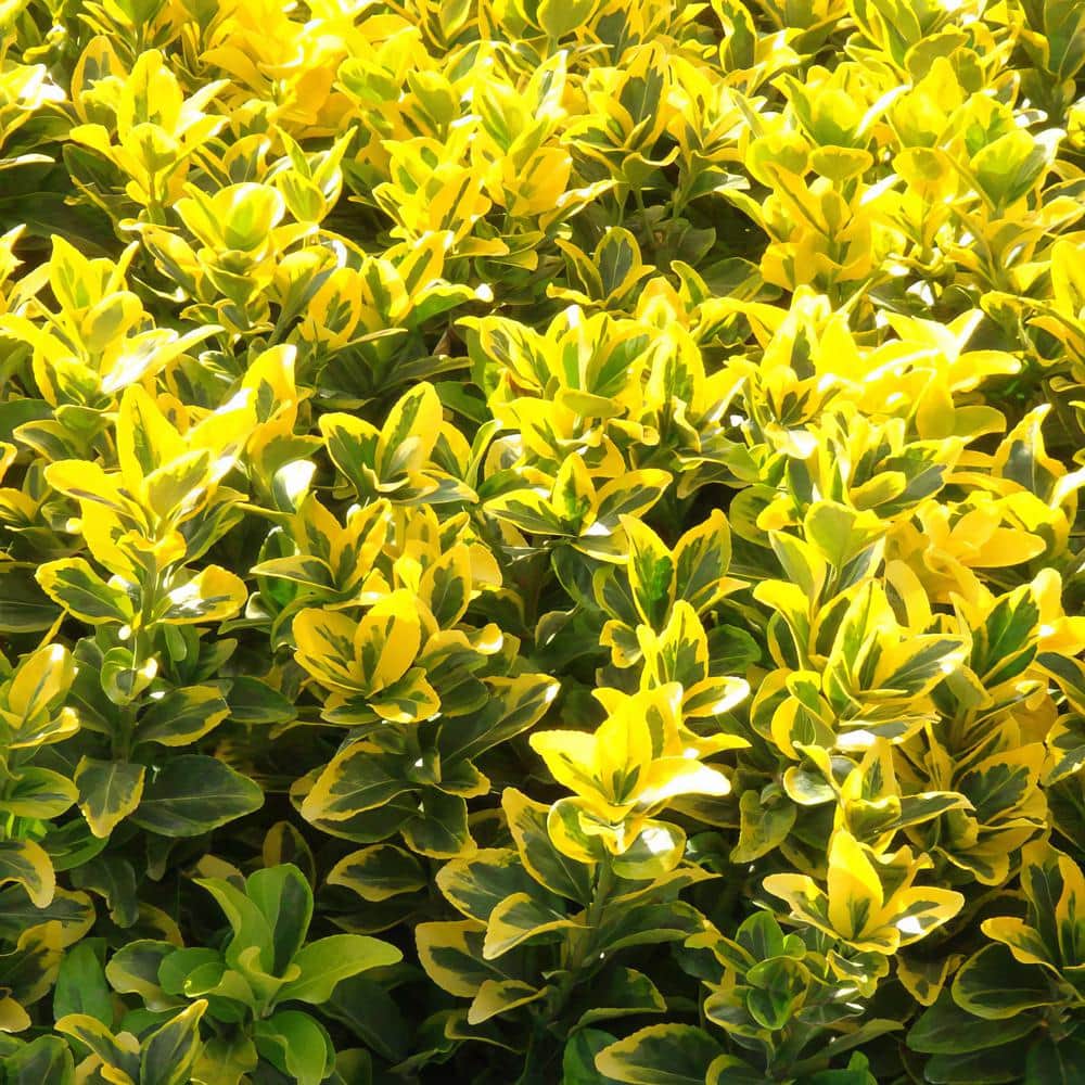 2.25 Gal. Euonymus Golden Flowering Shrub with White Blooms - Hercitys