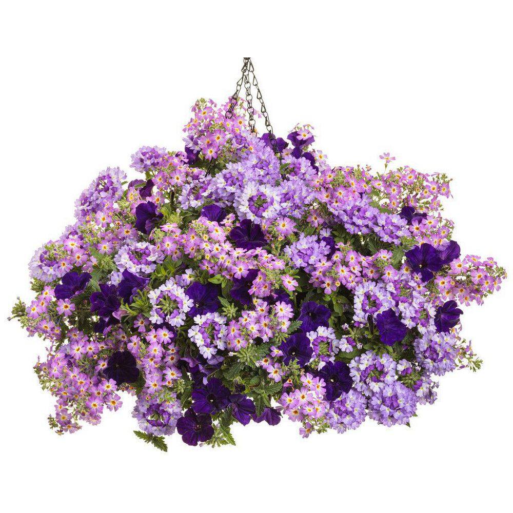 4.25 in. Eco+Grande Safari Sky (Jamesbrittenia) Live Plant, Purple Flowers (4-Pack) - Hercitys