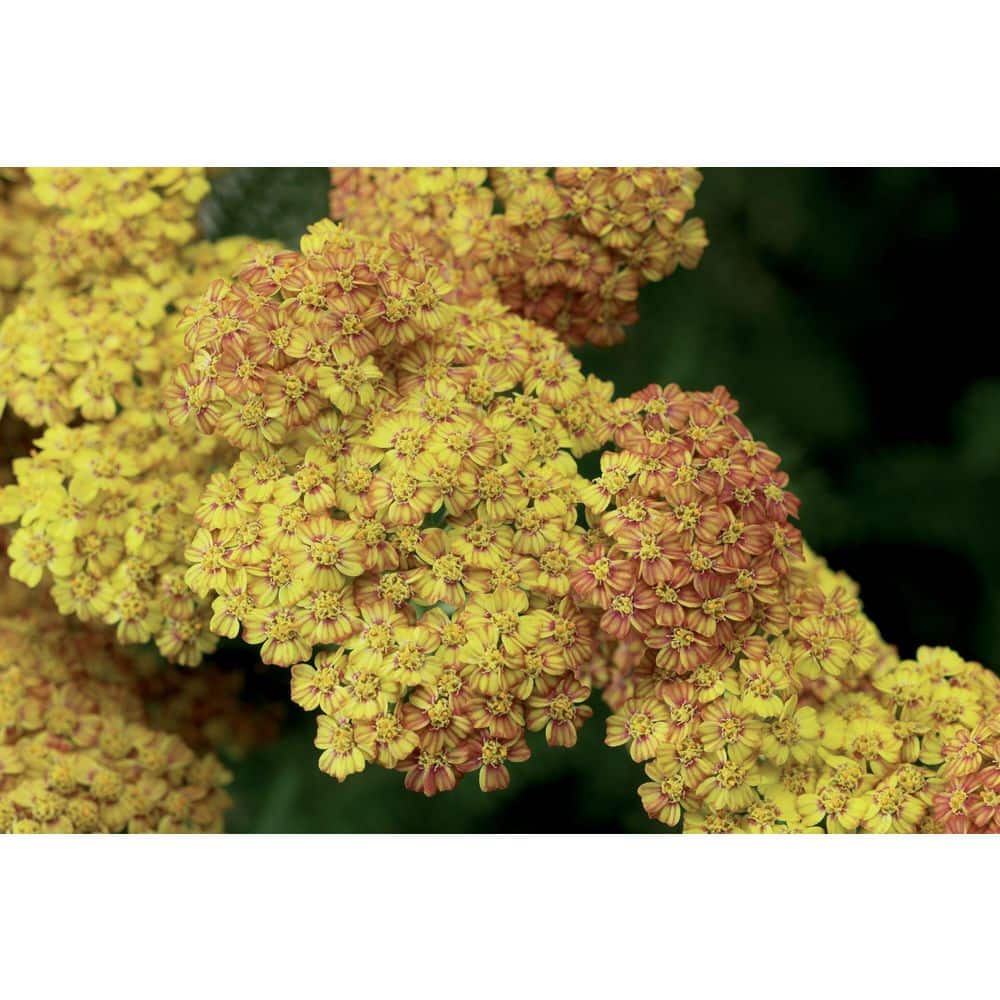 3.25 in. Achillea Desert Eve Yellow Perennial Plant (3-Piece) - Hercitys