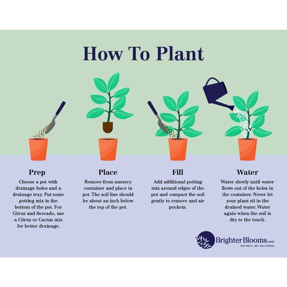 3 Gal. Radicans Gardenia Flowering Shrub with White Blooms - Hercitys