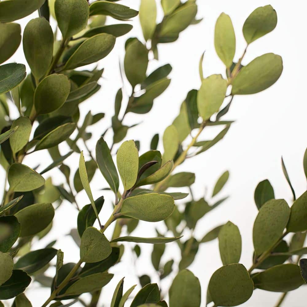 3 gal. Ilex Glabra Densa Shrub with White Flowers - Hercitys