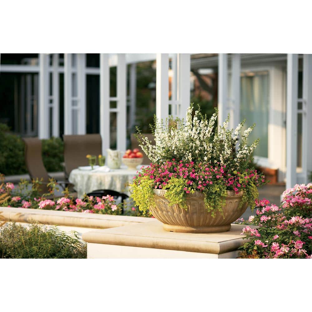 4.25 in. Eco+Grande, Superbells Pink (Calibrachoa) Live Plant, Pink Flowers (4-Pack) - Hercitys