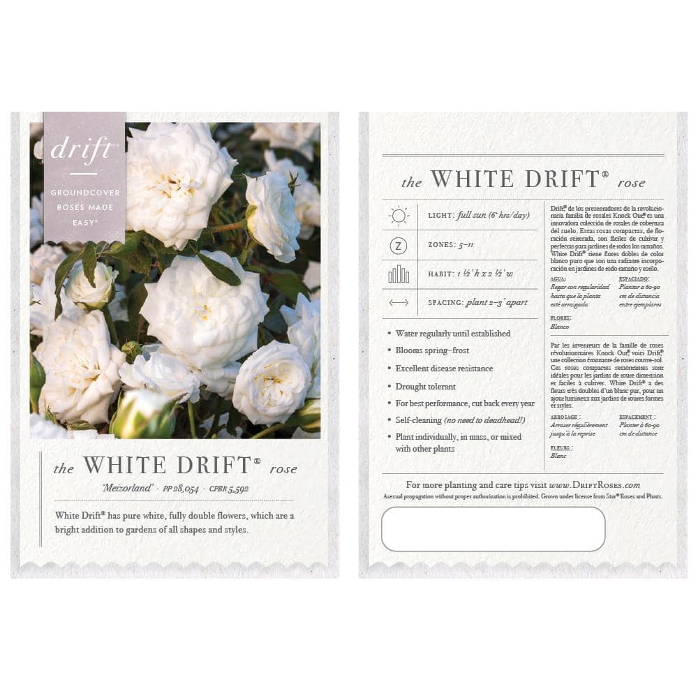 3 Gal. White Drift Rose Bush with White Flowers (2-Pack) - Hercitys