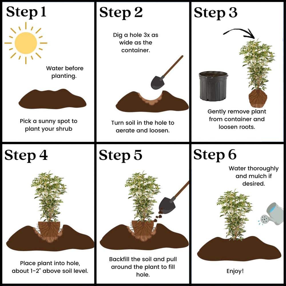 2.25 Gal. Osmanthus Tea Olive Shrub with White Fragrant Flowers - Hercitys