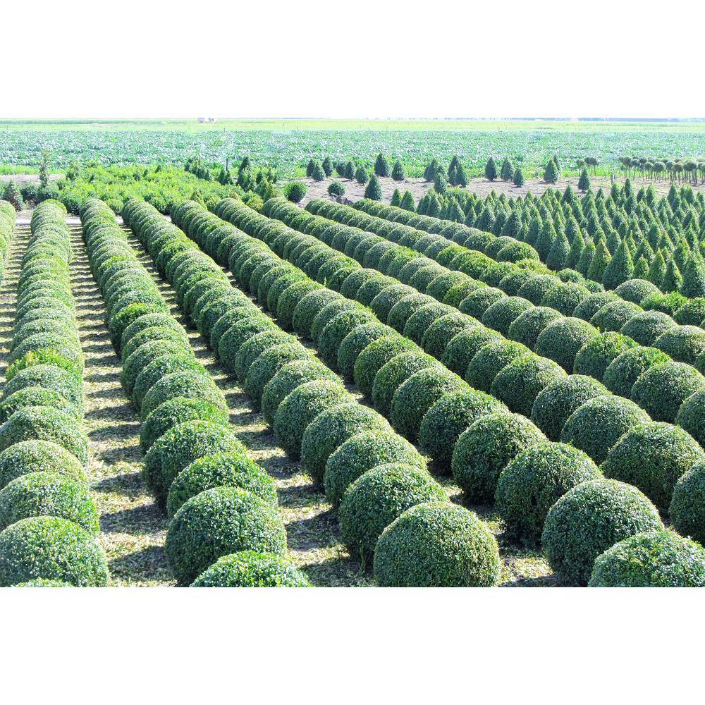 1 Gal. Green Velvet Boxwood Evergreen Shrub 2-Plants - Hercitys